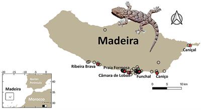 Trophic interactions of an invasive gecko in an endemic-rich oceanic island: Insights using DNA metabarcoding